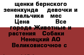 щенки бернского зененхунда. 2 девочки и 2 мальчика(2 мес.) › Цена ­ 22 000 - Все города Животные и растения » Собаки   . Ненецкий АО,Великовисочное с.